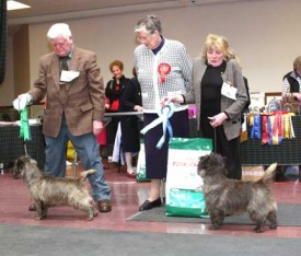 cairns-terrier-maitres