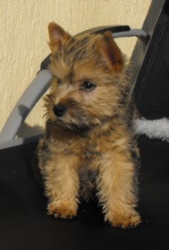 cairn terrier jett