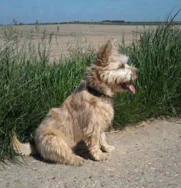 cairn terrier jett