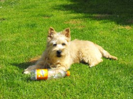 cairn terrier jett