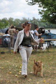 cairn terrier