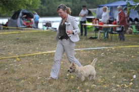 cairn terrier