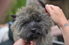 cairn terrier