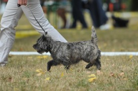 cairn terrier