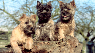 Réserver un chiot à l'élevage