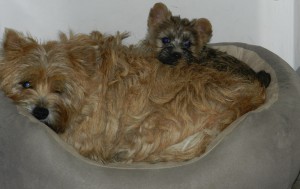 chiot cairn terrier et sa mere