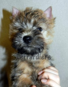 chiot cairn terrier