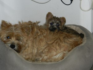 chiot cairn terrier