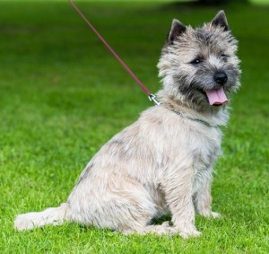 Un beau chien de race, rustique et joueur