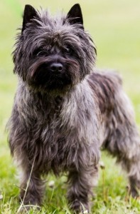 La race des cairn terrier, un chien rustique très attachant