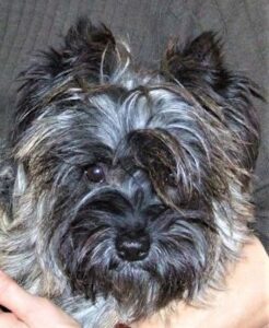 femelle cairn terrier