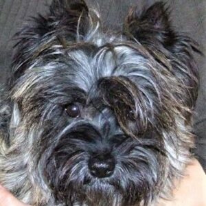 femelle cairn terrier