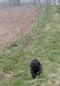 education cairn terrier 