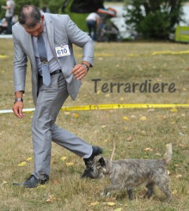 cairn terrier femelle