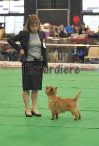 cairn terrier concours