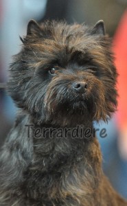 cairn terrier hummer