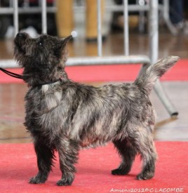 cairn terrier