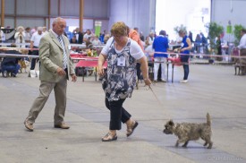 cairn terrier