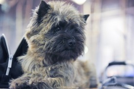 cairn terrier