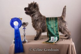 cairn terrier