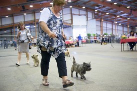 cairns terrier