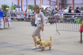 cairn terrier