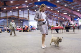 cairn terrier