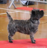 cairn terrier