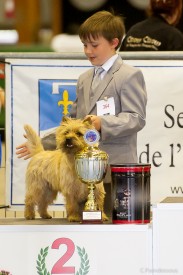 cairn terrier