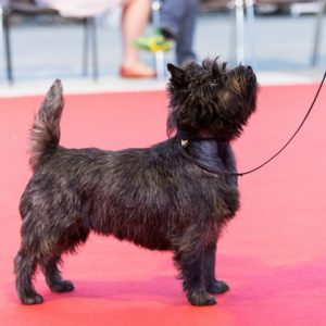 cairn terrier mâle