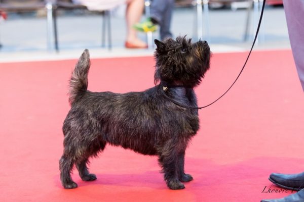 cairn terrier mâle