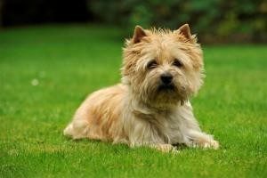 cairn terrier