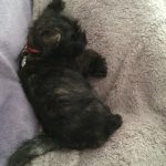 chiot cairn terrier