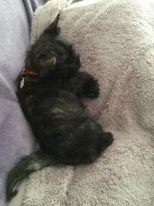 chiot cairn terrier