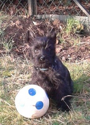 Miky et le ballon