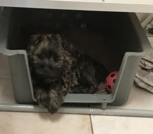 chiot cairn terrier