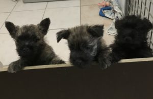 chiot cairn terrier