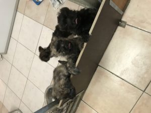 chiot cairn terrier