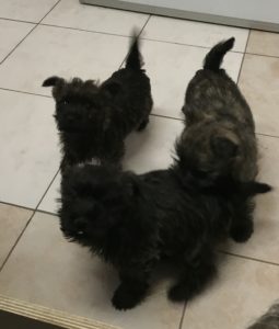 chiot cairn terrier