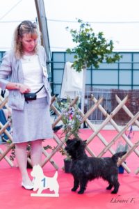 male cairn terrier