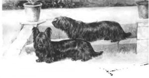 l'histoire du cairn terrier