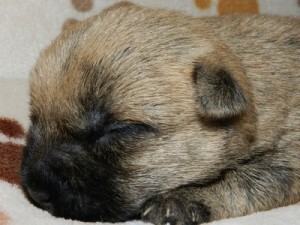 chiot cairn terrier