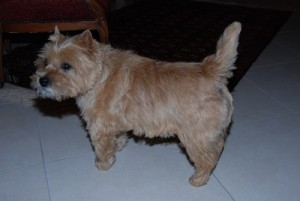 cairn terrier fière