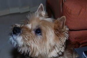 cairn terrier papy