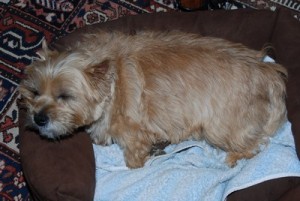 cairn terrier au repos