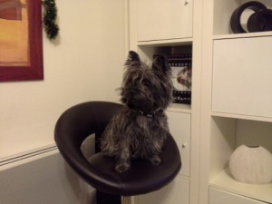 cairn-terrier en maison