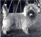 cairn terrier anglais