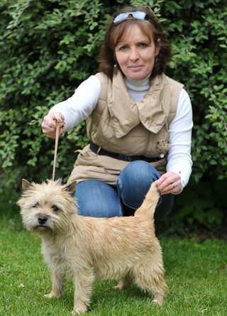 femelle cairn terrier