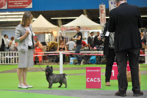 cairn terrier championnat