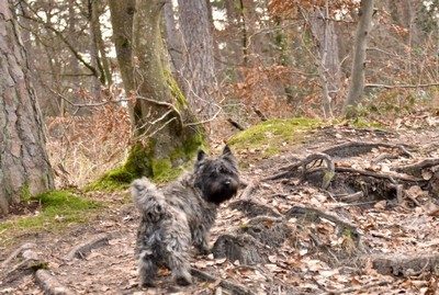 La biche est par là...